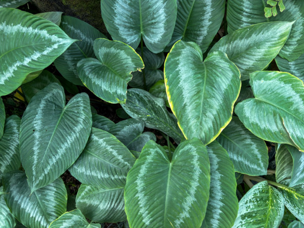 密集的Ctenanthe setosa叶子簇，展示出美丽的银绿色条纹图案。这张图片捕捉了这种热带植物独特而装饰性的叶片。图片下载