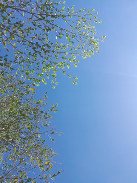 低角度拍摄的天空与树木框架照片图片下载