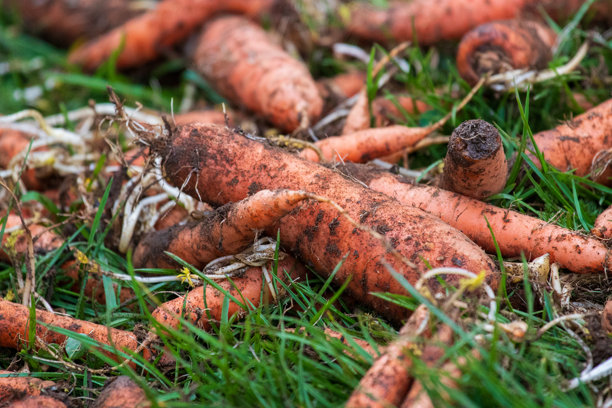 新鲜采摘的胡萝卜库存照片图片下载
