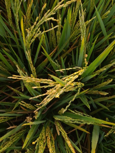 稻田特写照片图片下载