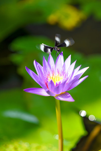 紫色睡莲特写照片，上面停着一只蜻蜓，周围是阳光照耀下的绿色荷叶。图片下载