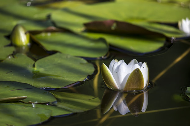 水面上的睡莲。色彩斑斓的花朵在自然栖息地中的照片。特写。模糊的背景带有高光和散景。睡莲；白色睡莲；Nymphaea alba；莲花；Nymphaeaceae。图片下载
