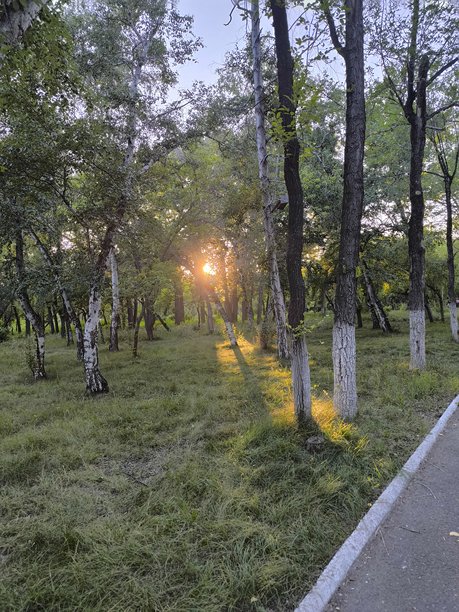 阳光洒落的森林空地，宁静的自然场景，树木与金色阳光，完美的背景素材图片下载