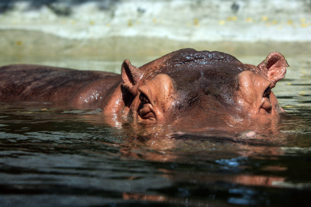 一张河马在池塘中游动的特写肖像照片图片下载