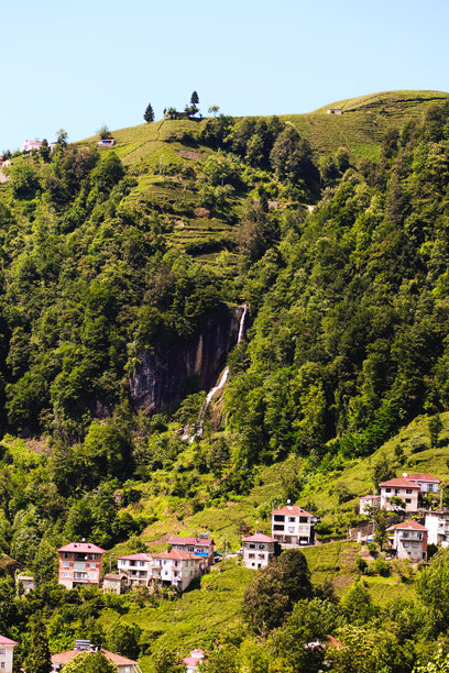 绿茶芽和叶子。茶园背景照片。茶园和蓝天在背景中。土耳其的茶叶种植。土耳其里泽。图片下载