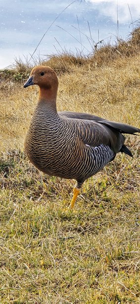 鸟类的图片图片下载