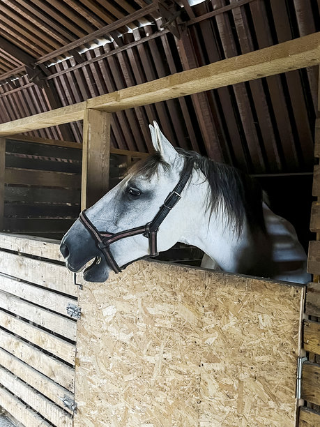 白马的头部特写，从马厩里探出。竖版照片。图片下载
