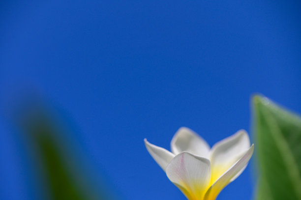 白色热带九重葛花的特写照片，阳光照耀下，背景是湛蓝的天空。图片下载