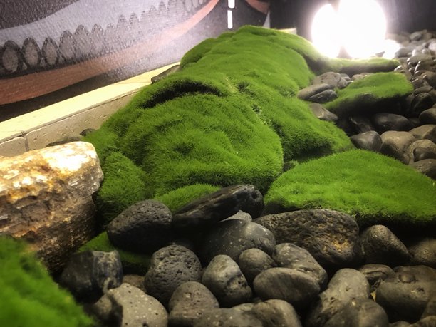 苔藓和岩石纹理的照片图片下载