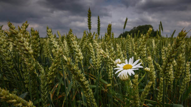 麦田中一朵独立的洋甘菊在阴云密布的天空下。野花与麦穗相伴。适合夏季农业主题的艺术照片。16x9格式的侧面视图。图片下载