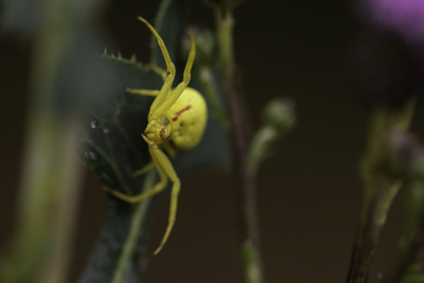 宏观野生动物照片，展示了一只黄色蟹蛛隐藏在植物叶子上，细节精致，鲜艳的黄色色调，背景自然，适合昆虫学、生物多样性和自然主题。图片下载