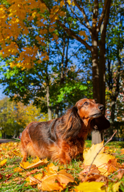 红色长毛腊肠犬的肖像，漂亮的狗在阳光明媚的秋季公园中金色落叶上站立，竖版照片图片下载