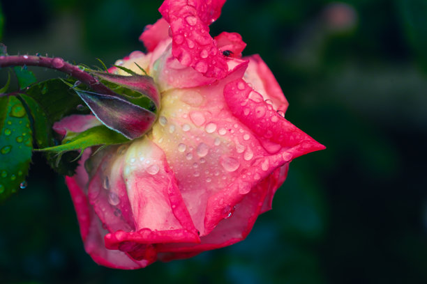 一朵娇嫩的粉色玫瑰花蕾特写，装饰着许多闪闪发光的雨滴。花瓣上的水珠构成的画面赋予了照片一种清新、纯净和自然美感。图片下载