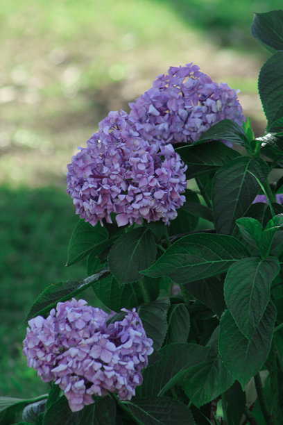 花园中的绣球花，美丽的花朵与绿意。背景图片。图片下载