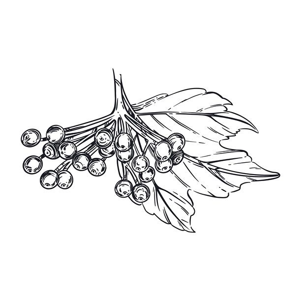 一枝手绘的西洋接骨木灌木，带有叶子和浆果，适合用于布料、餐具印刷和产品包装的插图。图片下载