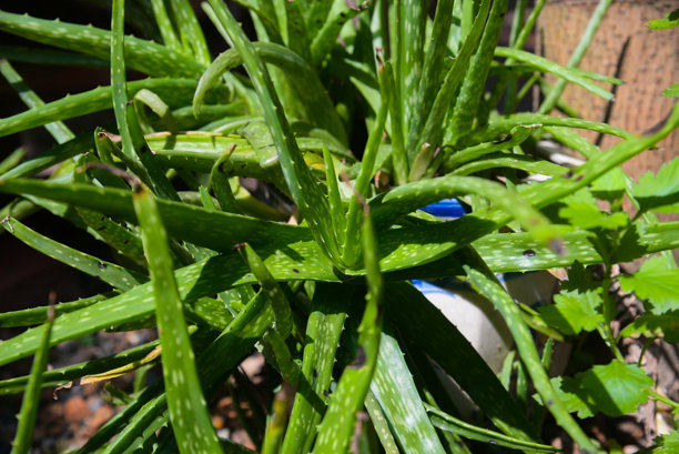 一张特写照片，展示了在后院花盆中生长的芦荟（L.）Burm.f.植物的叶子。图片下载