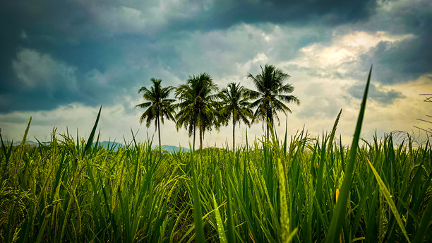 一幅风景照片，展示了一排椰子树矗立在郁郁葱葱的稻田中，背景是戏剧性的多云天空。图片下载