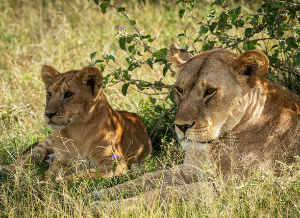 美丽的坦桑尼亚野生动物图片图片下载