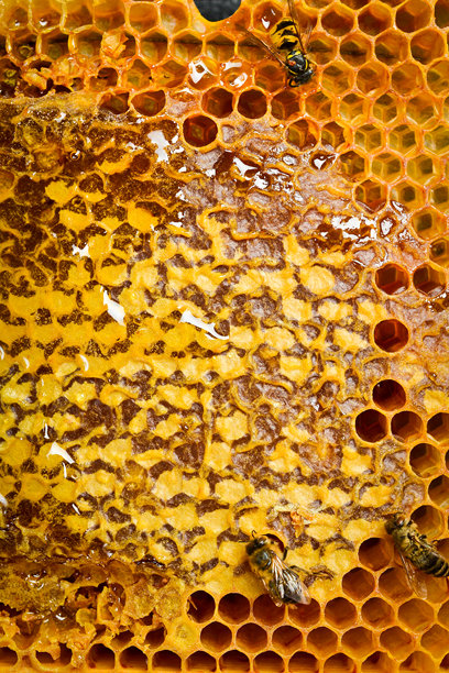 由蜡蜂巢构成的背景，填充有有机蜂蜜。微距照片。图片下载