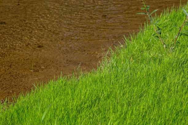 河岸特写，鲜绿色的草坪与棕色浑浊的水面。这张图片非常适合展示宁静的自然风光以及植被和水的质感。图片下载