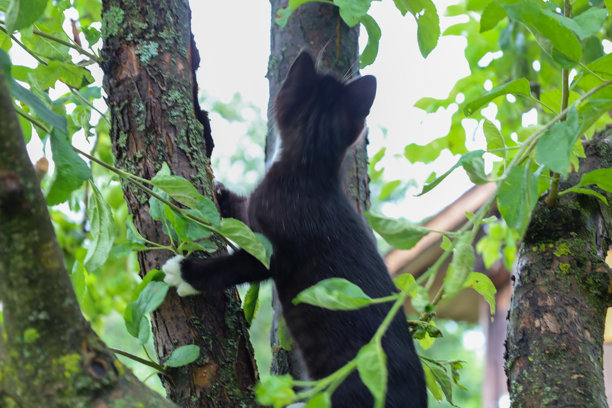 一只黑白相间的小猫，白色的爪子正在一棵古老的树干上攀爬，周围是茂密的绿色叶子。这张照片捕捉了动物在自然栖息地中顽皮的心情和自然的好奇心。图片下载