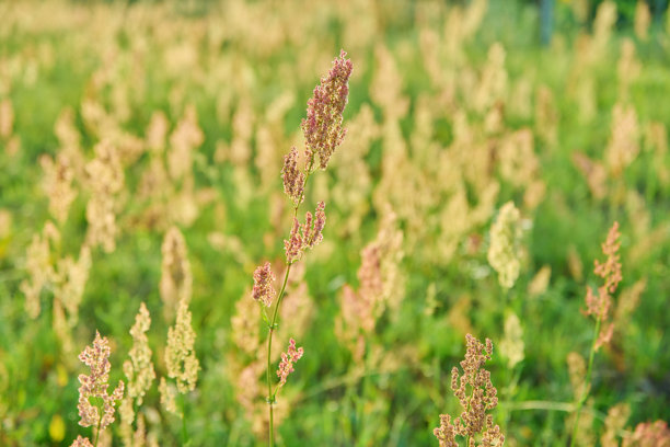 夏季野生草地背景照片，草药和带种子的酸模在夕阳光辉中图片下载