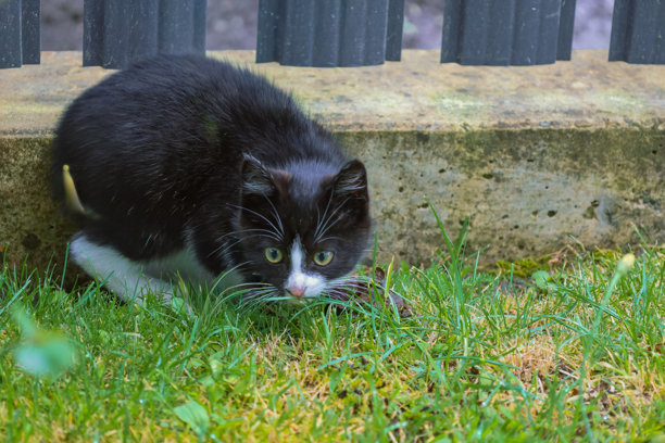 一只明亮的黑白小猫，白色的嘴巴和胡须，蜷缩在浓密的绿色草丛中，表情好奇。这张图片传达了动物在自然环境中可爱和顽皮的特性，非常适合表现宠物主题。图片下载