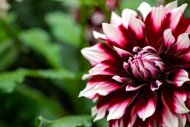 春天盛开的粉色大丽花（Dahlia pinnata）特写照片图片下载