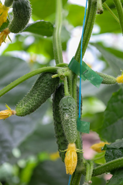 几根年轻的黄瓜带着花朵在藤上生长，绑在一起以提供支撑。它们的表皮覆盖着轻微的绒毛和水滴，突显出它们的新鲜和有机特性。这张照片展示了健康多汁的水果，准备好收获。图片下载