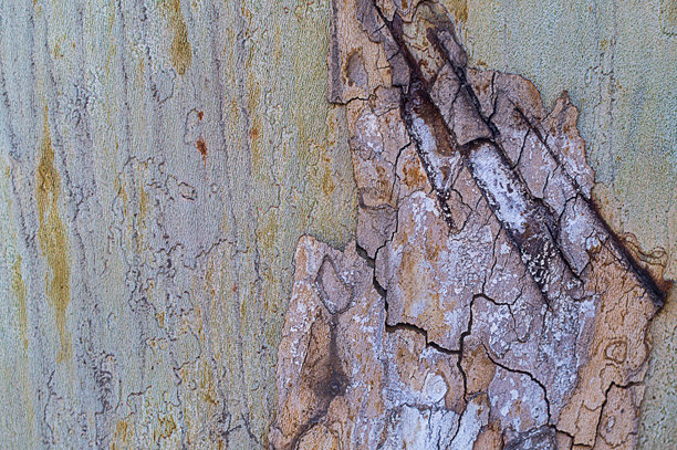 宽叶悬铃木树干的特写背景照片，树皮纹理清晰，表面有裂缝和斧痕造成的损伤。自然表面，森林空间，树木保护，植被。图片下载