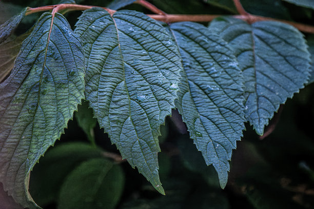 植物和树叶的特写照片图片下载