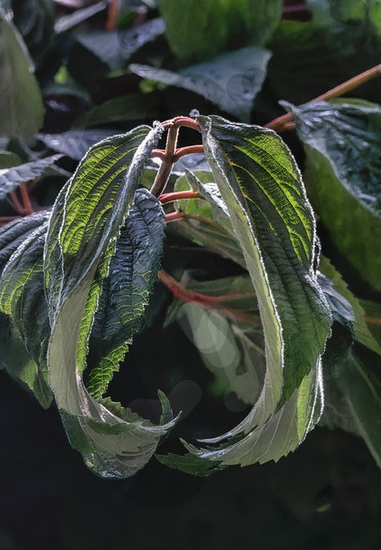 植物和树叶的特写照片图片下载