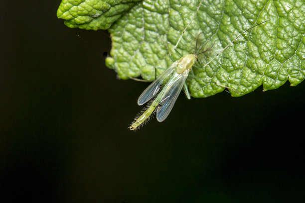 黑色背景上的蚊虫，色彩斑斓的野生动物照片。昆虫的微距照片。特写。留有文字空间。蚊科。鸣叫的蚊子。蚊子。小黑蝇。蛾。图片下载