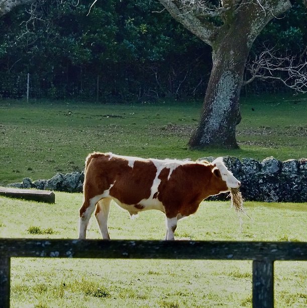 一张侧面照片，展示了一头荷斯坦奶牛侧对着镜头，嘴里叼着干草，拍摄于奥克兰的康沃尔公园农场。图片下载