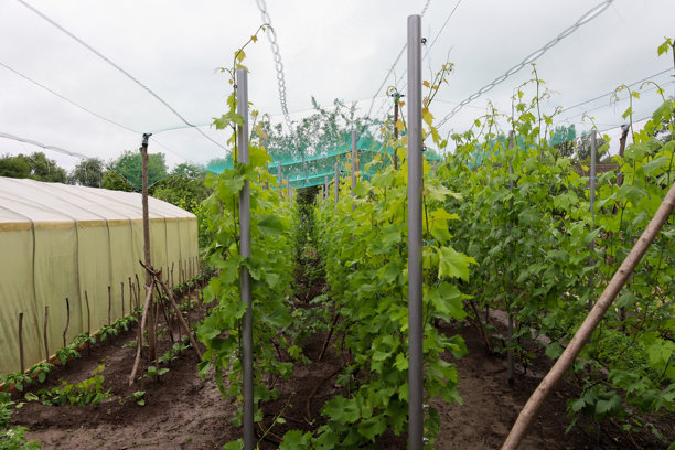 一排年轻的葡萄藤长满了生机勃勃的绿色叶子，依靠木质和金属的支架支撑。藤蔓形成了一道密集的墙，营造出一种生长和丰饶的感觉。这张照片传达了春季精心照料的葡萄园的氛围。图片下载