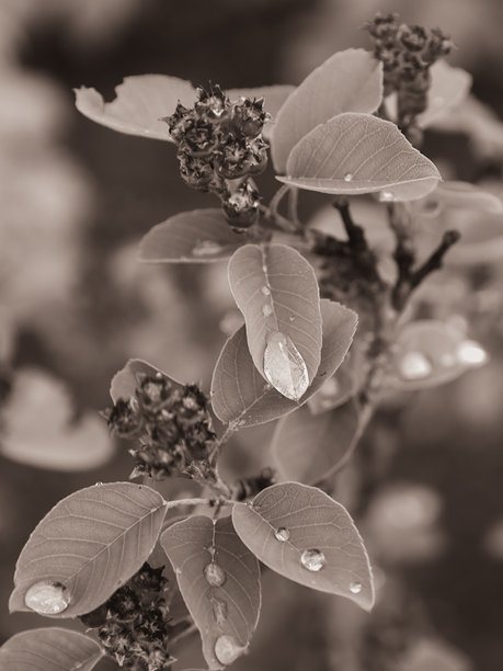 一根带有叶子和未开放花蕾的树枝特写，覆盖着水滴，采用单色调色板。这张照片非常适合与自然、生态、极简主义和概念设计相关的项目。图片下载