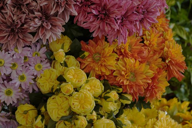 一组生机勃勃的五彩花朵在自然光下盛开，适合春季或夏季主题、健康与美容图片、贺卡、婚礼或自然专题。图片下载