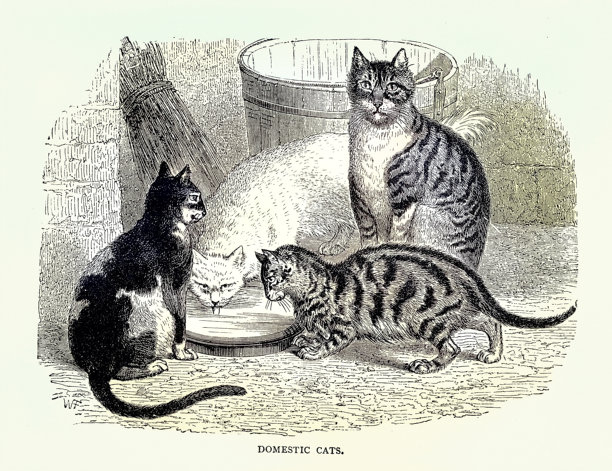 维多利亚时代的19世纪插图，家猫在碗中喝水图片下载