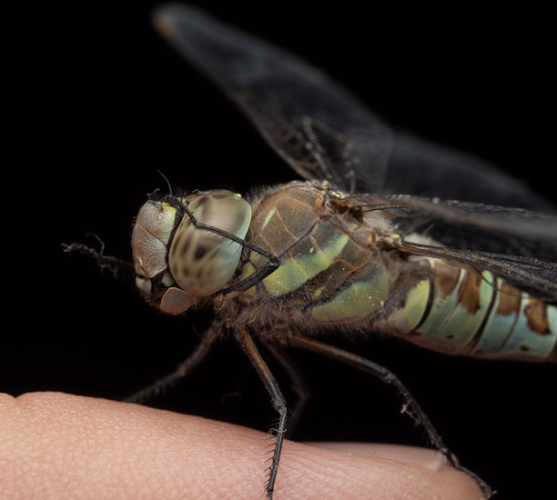 特写照片显示一只蜻蜓栖息在人的手指上，背景为黑色。图像展示了它的大复眼、透明的翅膀、细长的身体和纤细的昆虫腿。图片下载