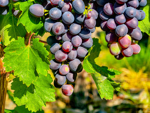新鲜葡萄串在蓝天背景下：迷人的自然背景，适合烹饪、广告和数字项目，展现生动的色彩和有机之美，适合所有观众。库存照片图片下载