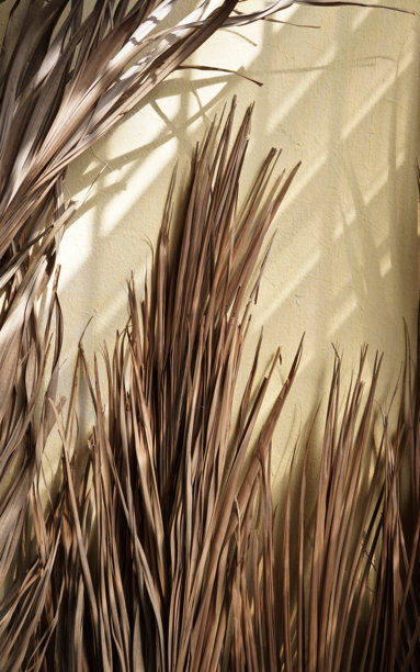 真实有机照片，干燥的热带棕榈叶植物阴影覆盖在旧黄色墙壁背景上。图片下载