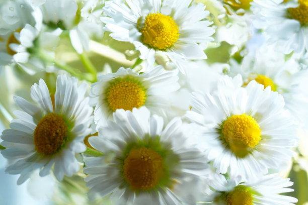 湿玻璃后面的白色雏菊花。美学照片图片下载