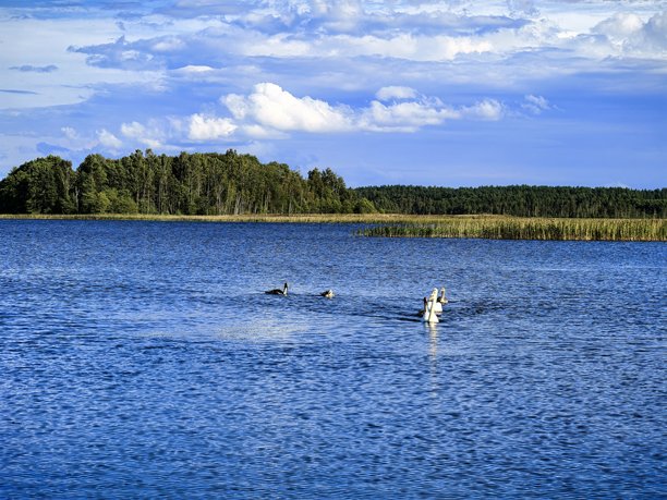天鹅，天鹅家庭，自然，风景，湖泊，布拉斯拉夫湖，带小天鹅的天鹅，鸟类，自然美学，天鹅湖，美丽，明亮的天鹅照片，湖上的天鹅图片下载