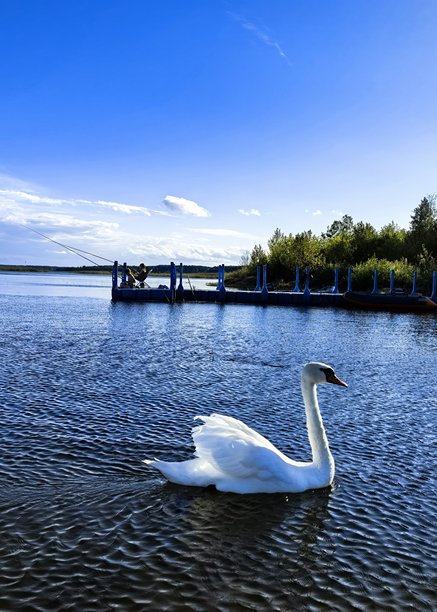 天鹅，天鹅家庭，自然，风景，湖泊，布拉斯拉夫湖，带小天鹅的天鹅，鸟类，自然美学，天鹅湖，美丽，明亮的天鹅照片，湖上的天鹅图片下载