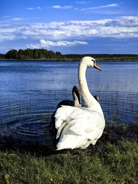 天鹅，天鹅家庭，自然，风景，湖泊，布拉斯拉夫湖，带小天鹅的天鹅，鸟类，自然美学，天鹅湖，美丽，明亮的天鹅照片，湖上的天鹅图片下载