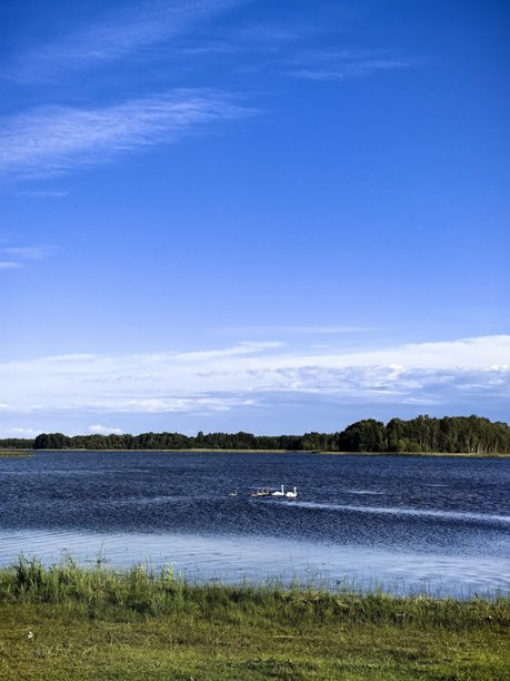 天鹅，天鹅家庭，自然，风景，湖泊，布拉斯拉夫湖，带小天鹅的天鹅，鸟类，自然美学，天鹅湖，美丽，明亮的天鹅照片，湖上的天鹅图片下载