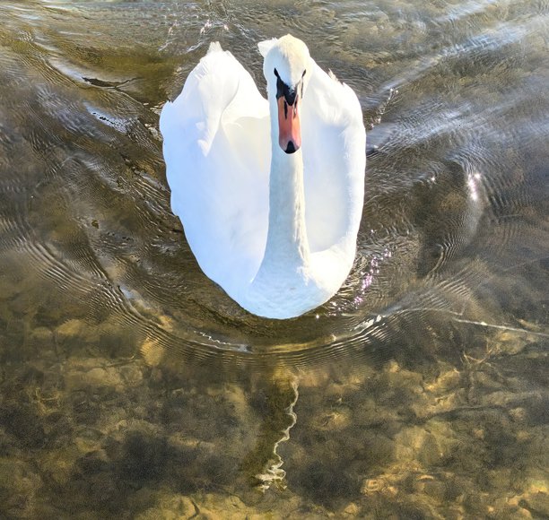 天鹅，天鹅家庭，自然，风景，湖泊，布拉斯拉夫湖，带小天鹅的天鹅，鸟类，自然美学，天鹅湖，美丽，明亮的天鹅照片，湖上的天鹅图片下载