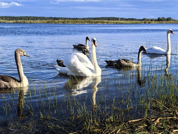 天鹅，天鹅家庭，自然，风景，湖泊，布拉斯拉夫湖，带小天鹅的天鹅，鸟类，自然美学，天鹅湖，美丽，明亮的天鹅照片，湖上的天鹅图片下载