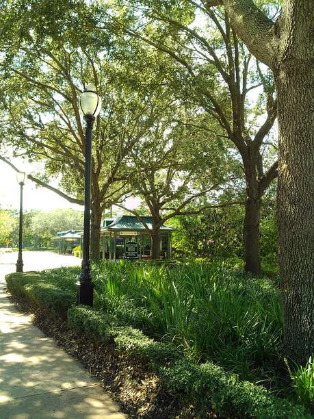 2025年夏季在佛罗里达中部户外郁郁葱葱的植物和树木的胶卷照片图片下载