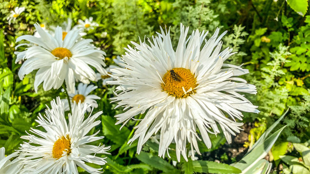 沙斯塔雏菊背景图片图片下载